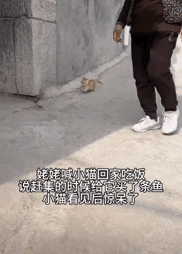 小猫：心有鱼而力不足！
