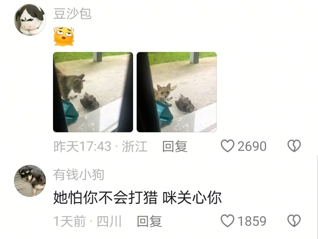 小猫不知道什么是讨好，只是想把珍贵的东西都给你🥹 