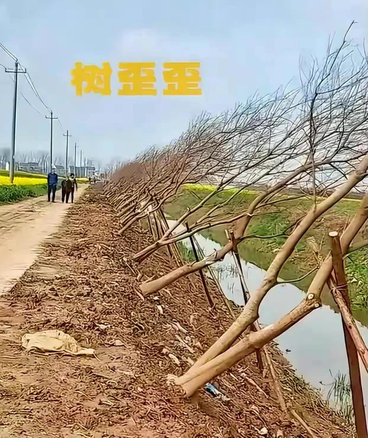 这树种的真棒，又能绿化，还不影响本就狭窄的乡村路通行和错车，这要感谢专家的八辈祖
