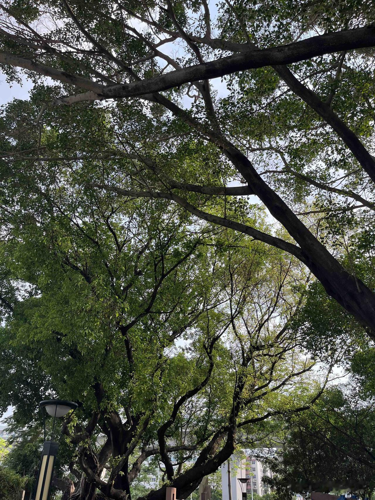 资治通鉴：真正厉害的人，永远记住，

千万不要亮底牌

我以前有个朋友，做生意特