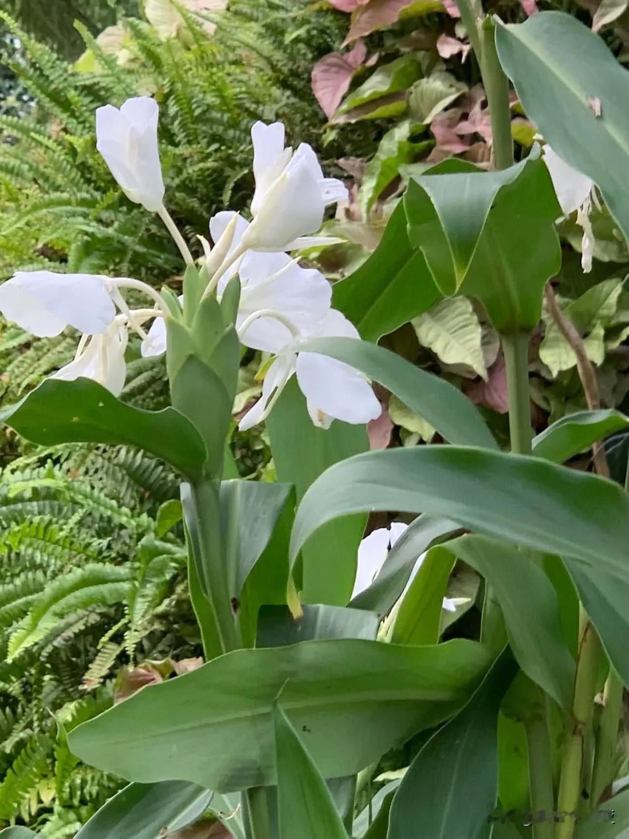 晒图笔记大赛野薑花的花語：信賴、高潔、清雅。喜歡潮濕的環境，全日照、半日照皆可。