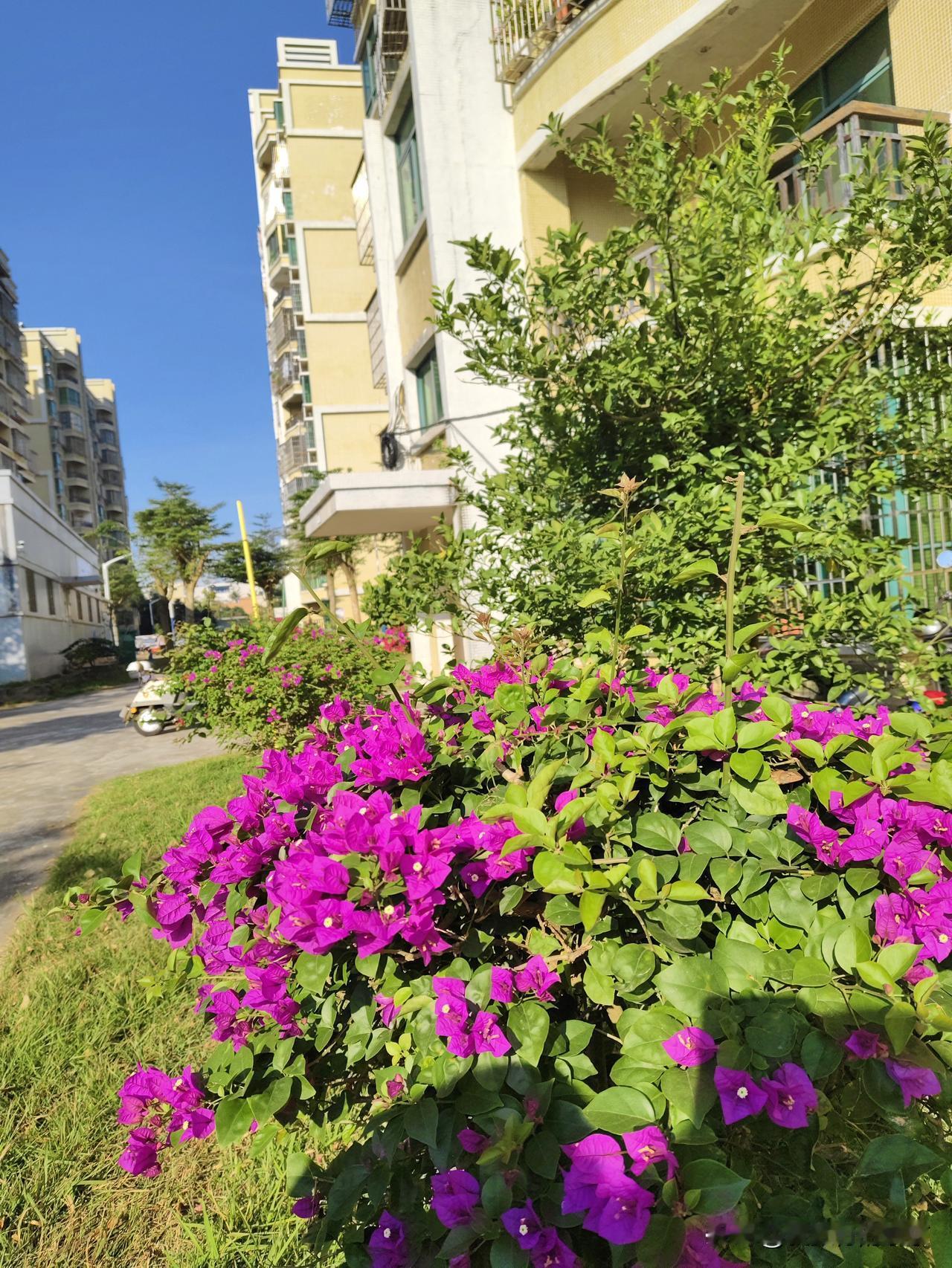 现在的东北已经是冰雪在地，世界一片银白了，而此时海南的冬天有红花有绿草...