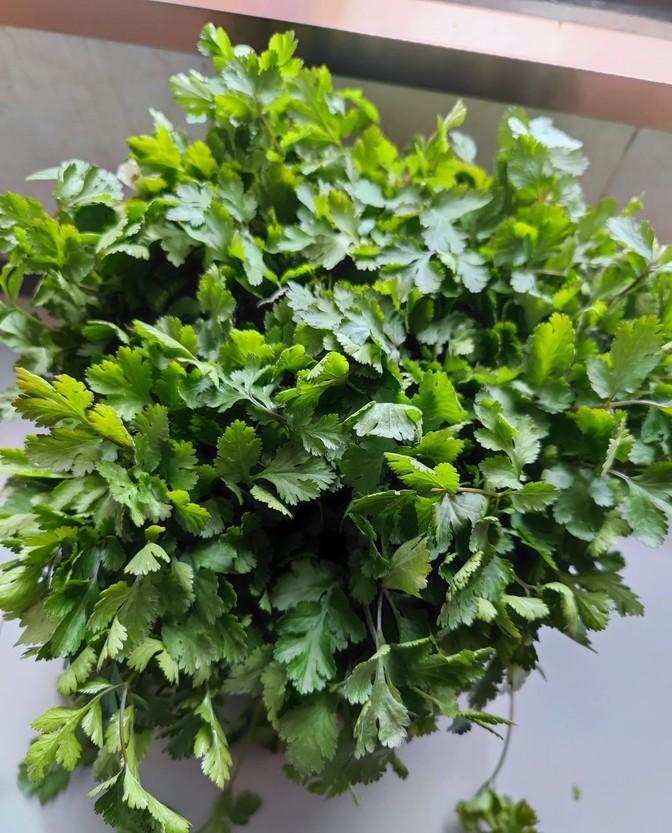 香菜党们的狂欢来了！谁能想到，曾经贵得让人眼红的＂天价香菜＂，现在居然论捆白送？