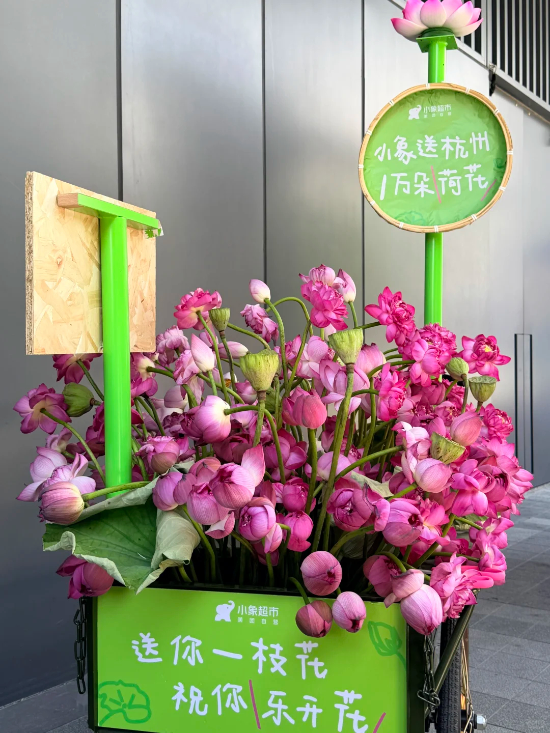 小象超市送杭州人1万朵荷花小象超市杭州太懂杭州人的浪漫了！小象超市新店落地紫荆天