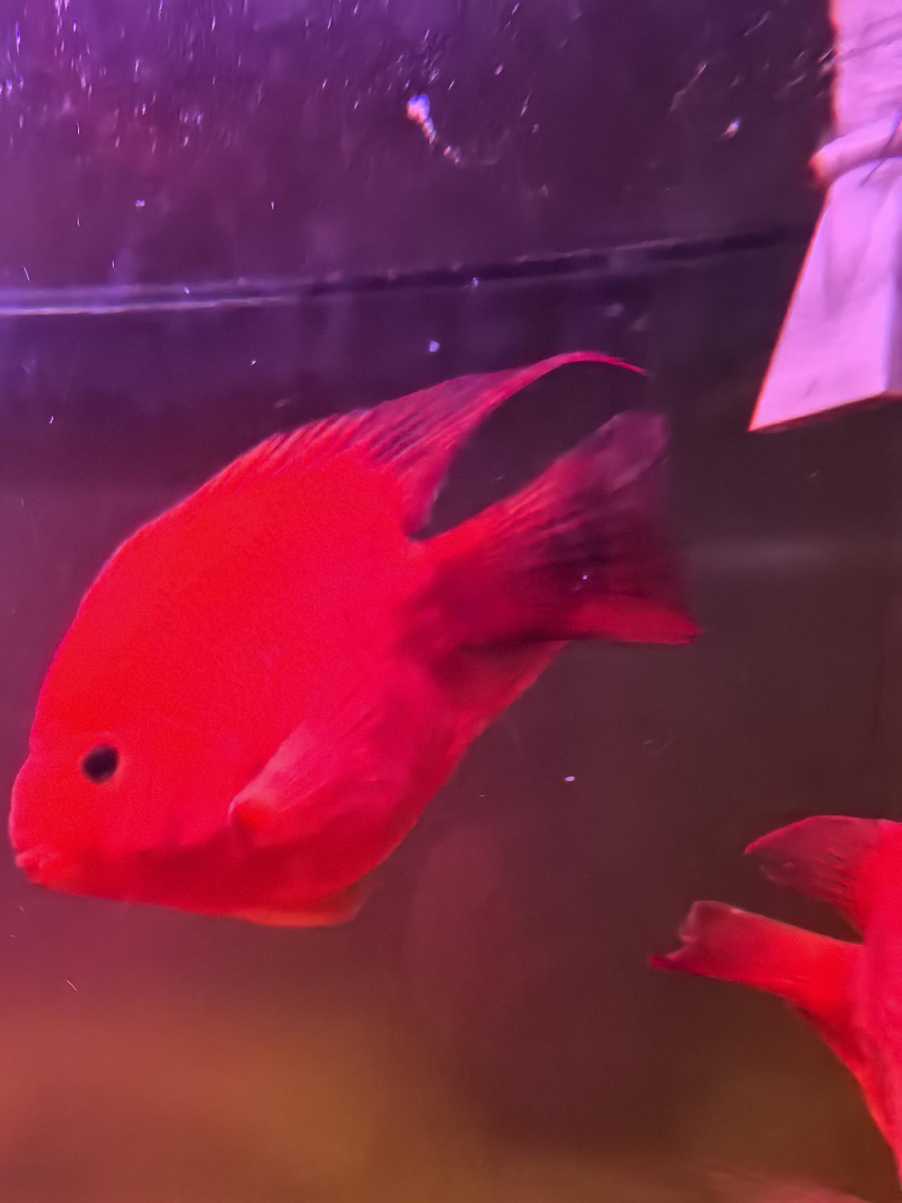 在传统文化里，鱼代表着富贵有余、年年昌盛。它们身披五彩斑斓的鳞片，如灵动的精灵，