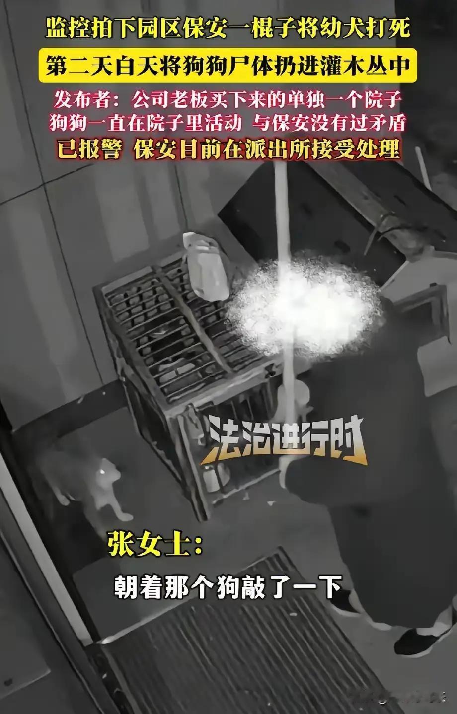 监控曝光！小区保安一棍打死3个月大幼犬，摇尾小狗殒命引全网暴怒
 
12月3日半
