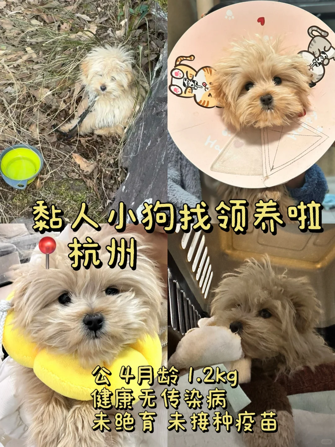 🐾 【杭州领养】黏人小狗求长期饭票！