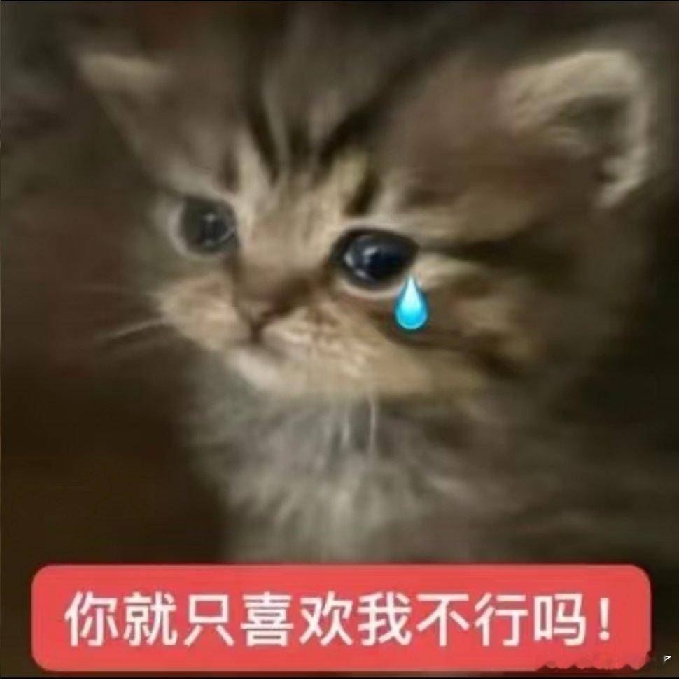 可爱猫咪表情包。 