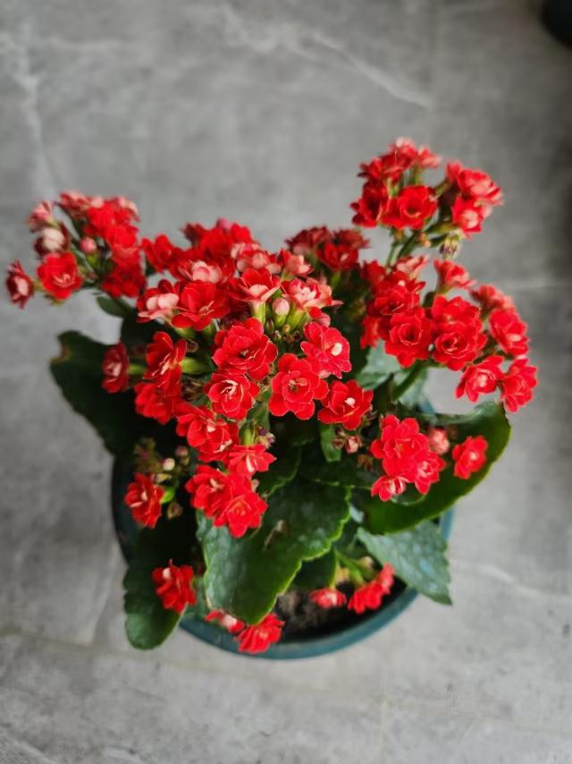 翠影摇曳映窗纱，繁花似锦绽芳华。阳台轻晒小花园，绿植含情舞翻跹。
微头条《原创》