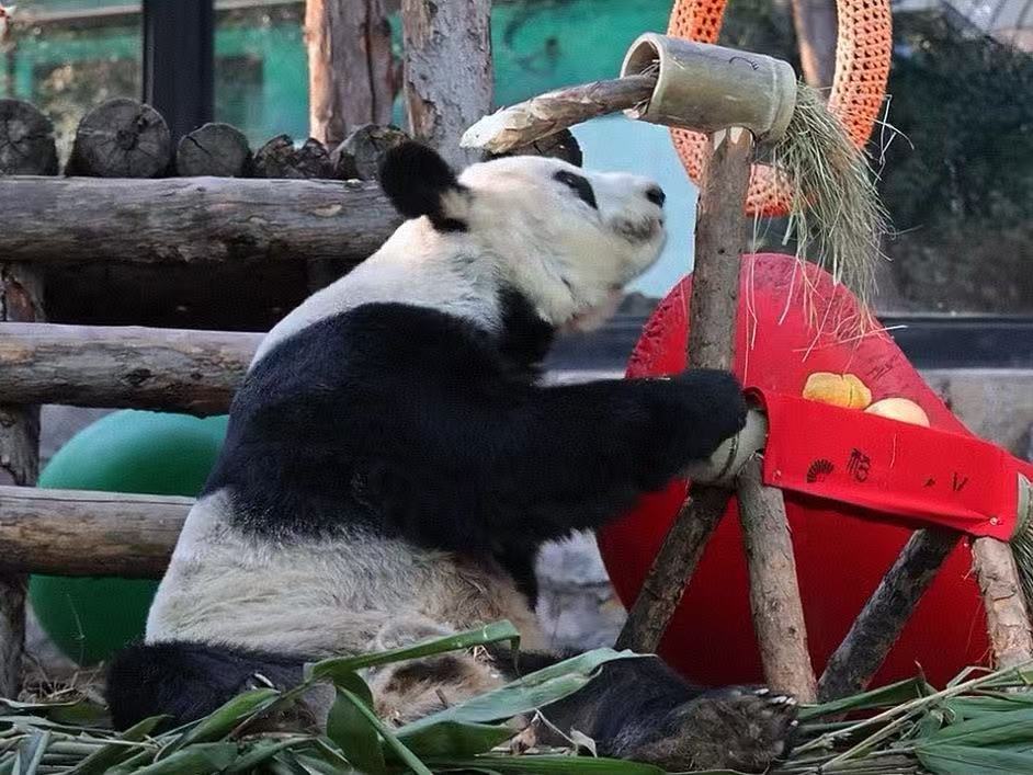 胖丫携一身福气而来！愿新的一年，丫丫平安喜乐，自在无忧！也把这份软糯可爱，送给每