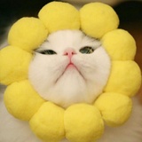 蛋蛋热逛时尚