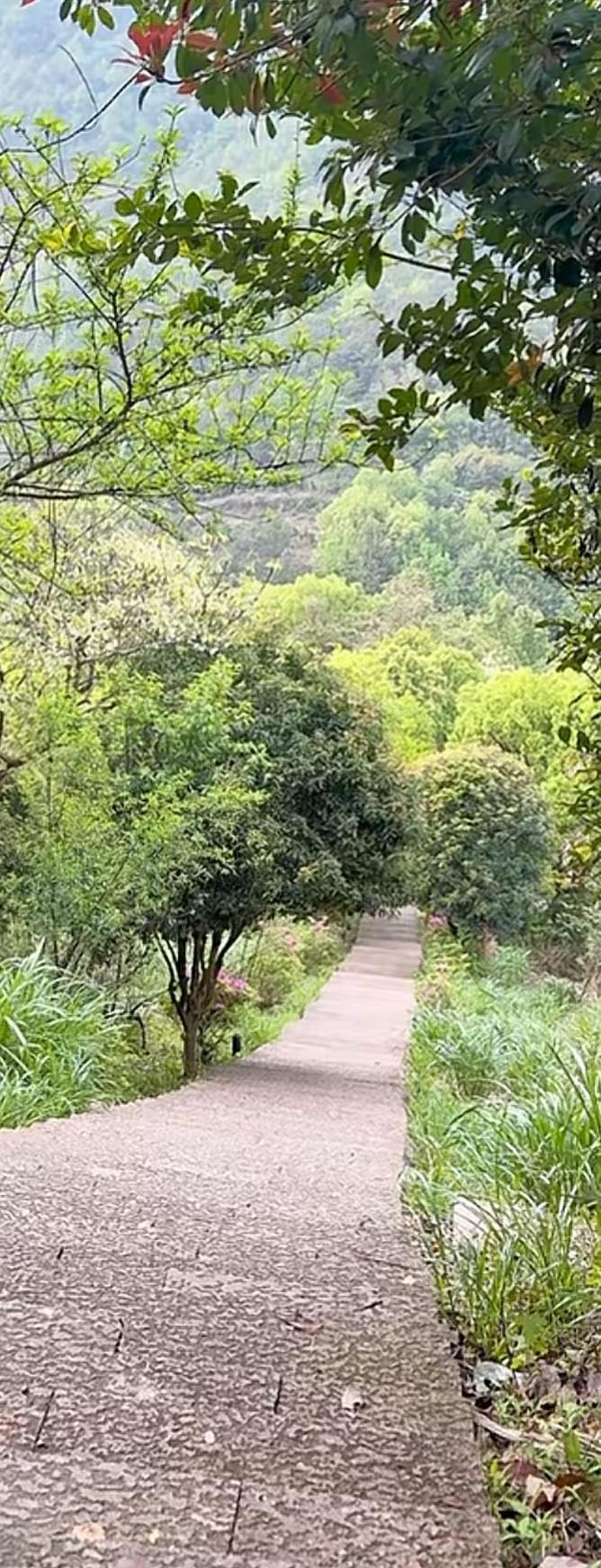 山林之路，青石小径蜿蜒入绿意深处，呼吸间满是清冽与宁静 🌿🚶‍♀️  山林步