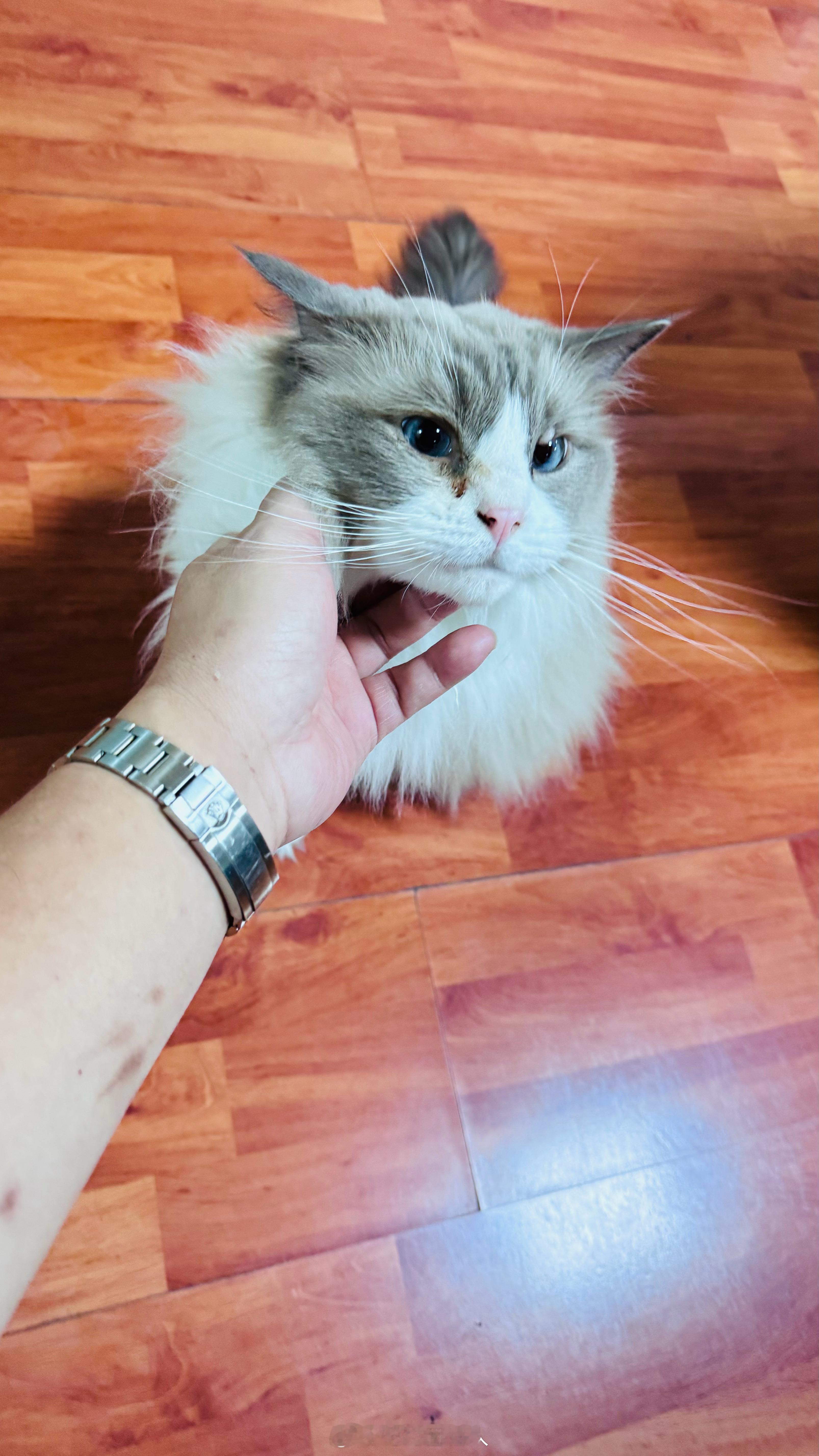 不如撸猫 