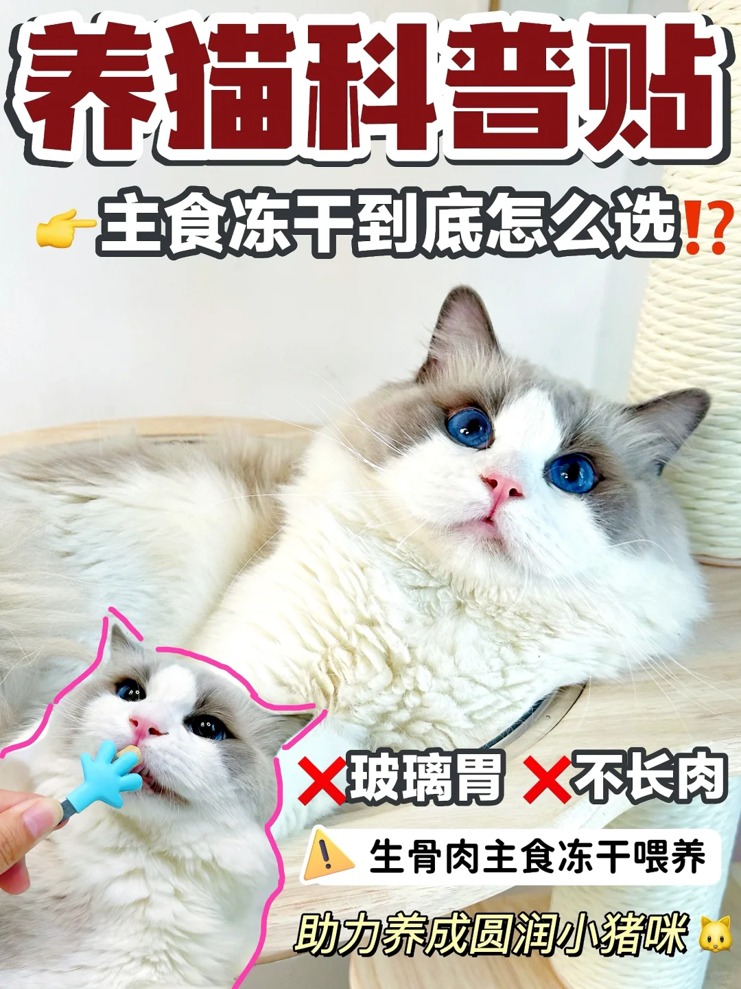 养猫科普贴｜主食冻干到底怎么选？