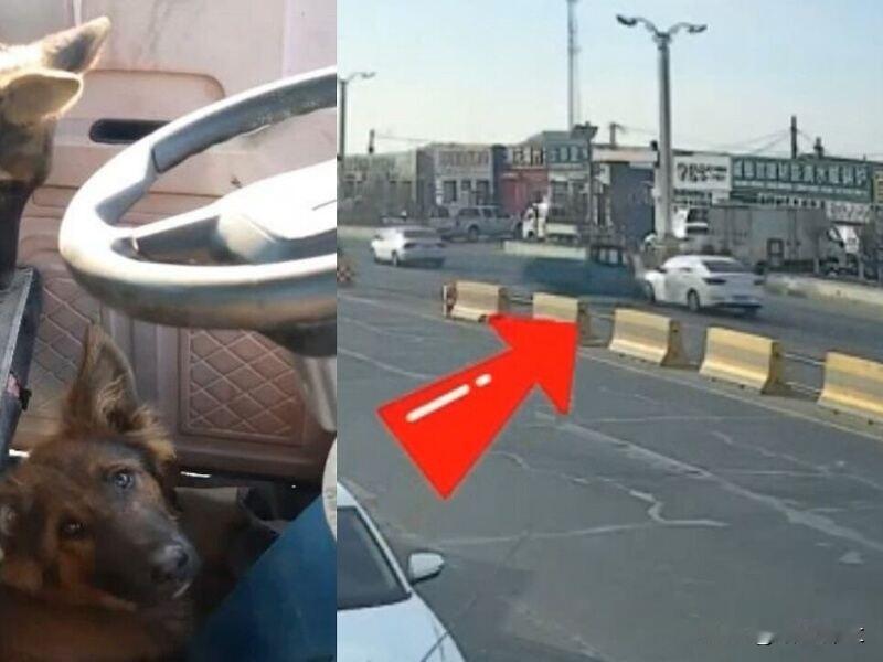 两只狗开走主人三轮车撞上轿车

近日，一辆未拔钥匙且未拉手刹的三轮车被车内两只牧