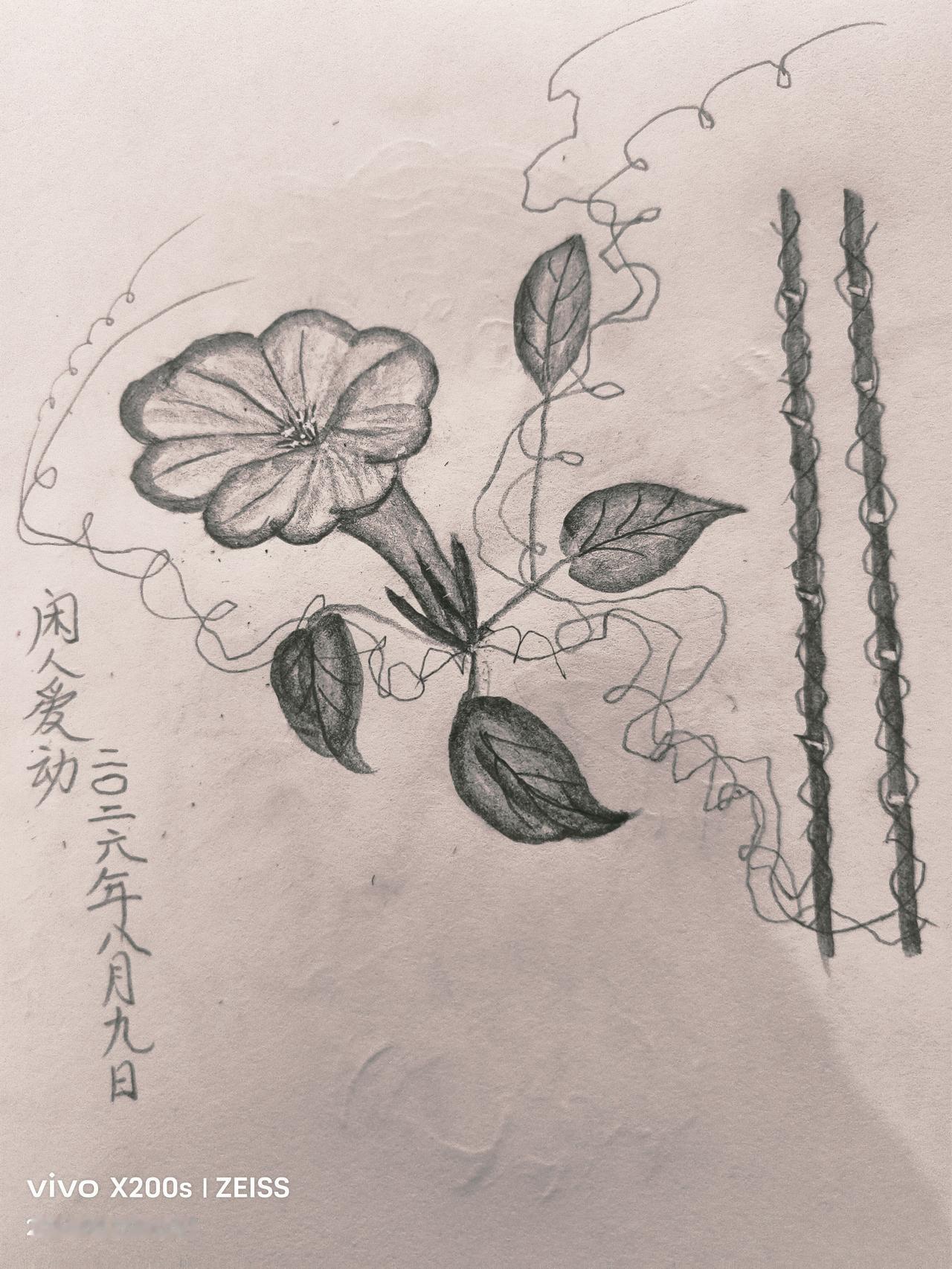 谁拍过牵牛花，发上来秀秀下图是闲人爱动用铅笔绘制的牵牛花，画好后用手机拍摄，虽然