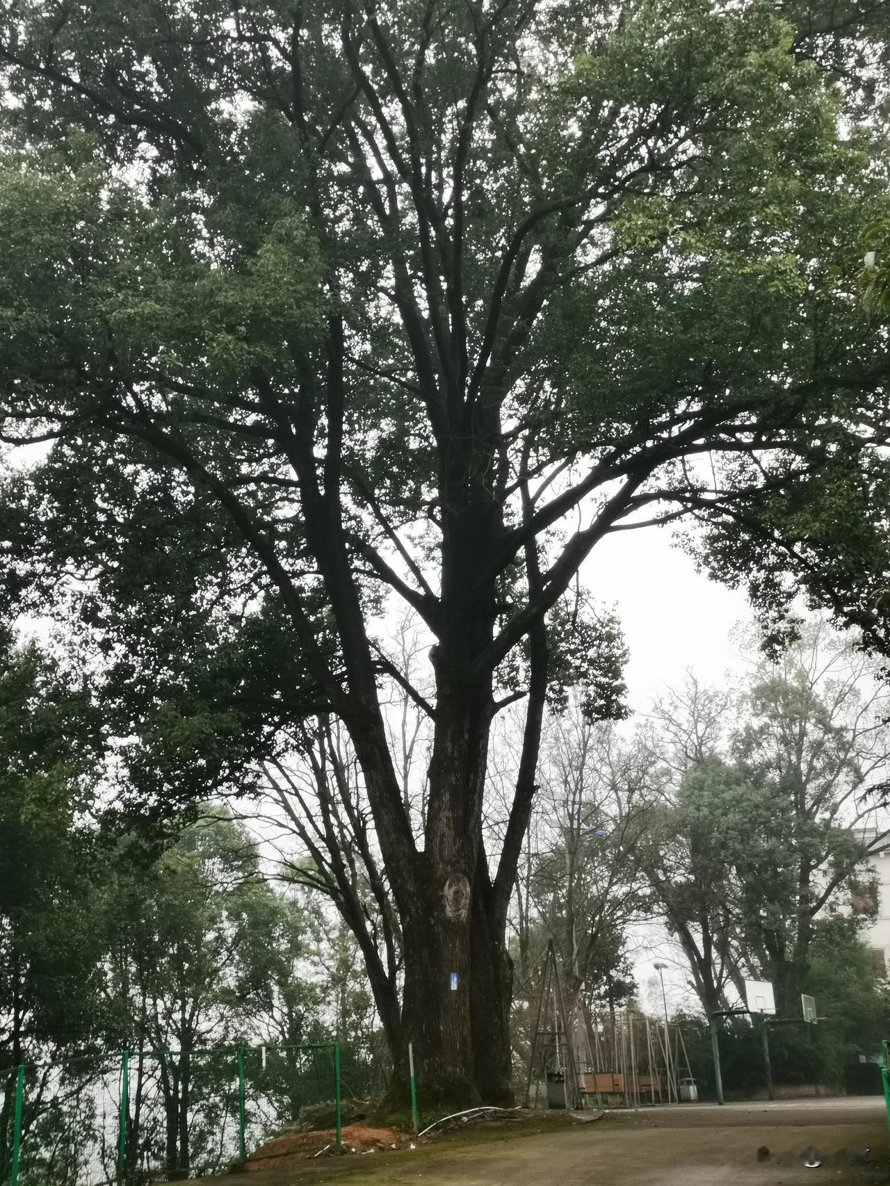 巴廉寺生态园里的千里光与火炭母
仰头望明月，寄情千里光。久雨寒蝉少，空山落叶深。