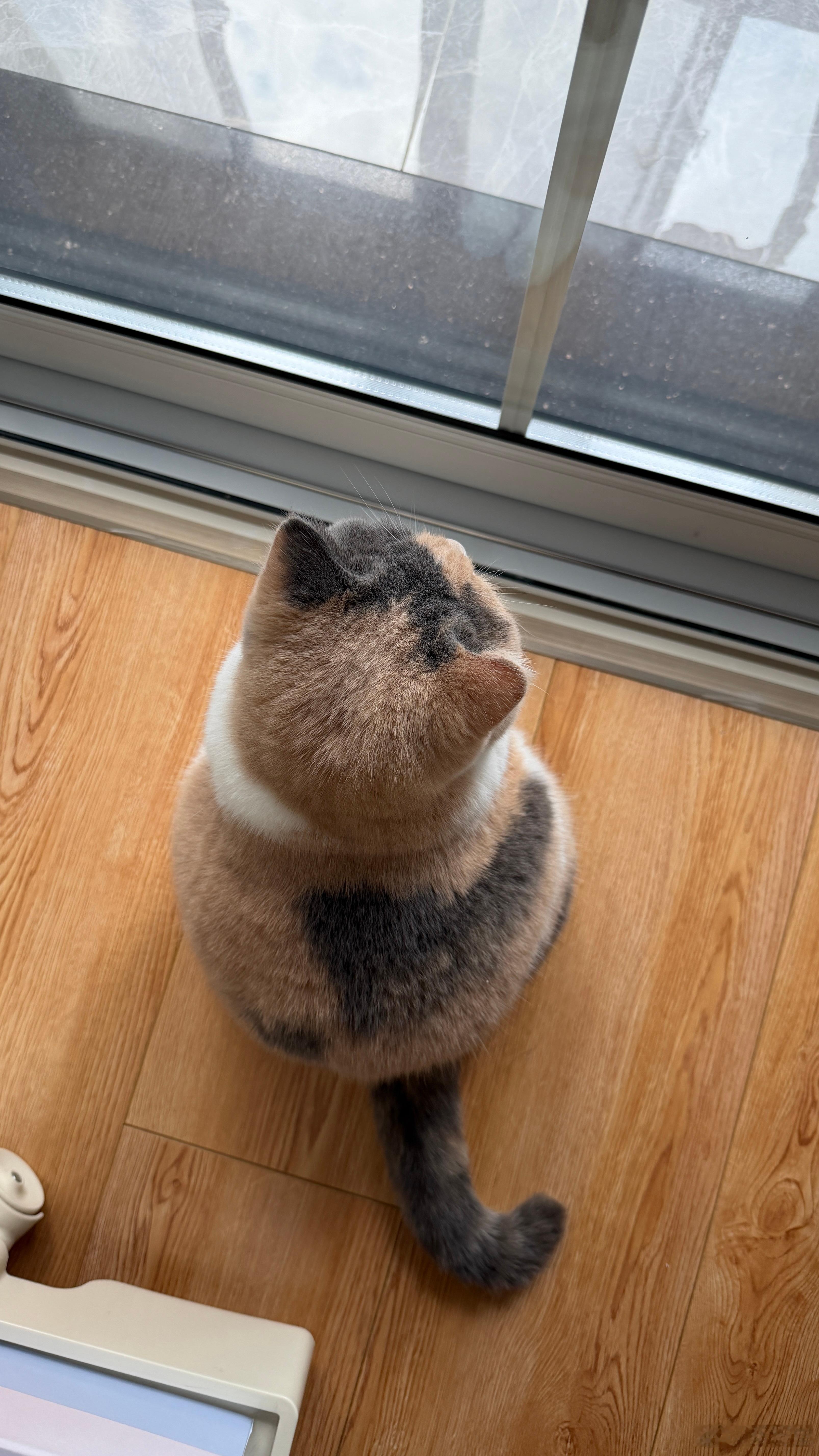 周一坏   猫猫好周一的心情很难描述