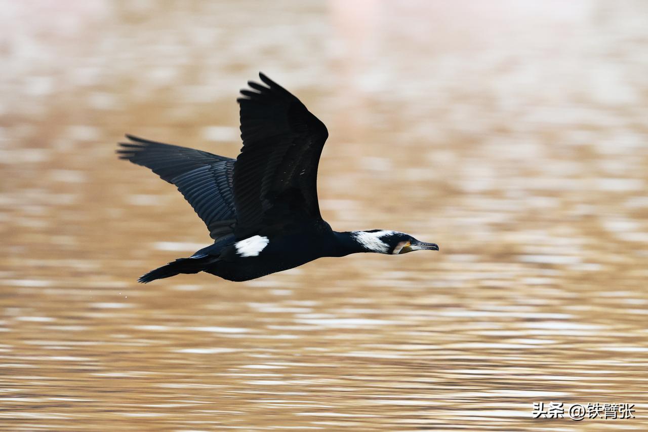 玉渊潭公园的鸬鹚