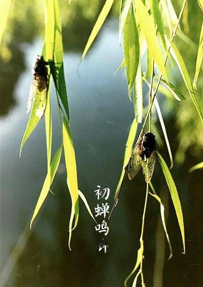 上联：居高本为餐风露，
下联：师友请[玫瑰][玫瑰][玫瑰]
