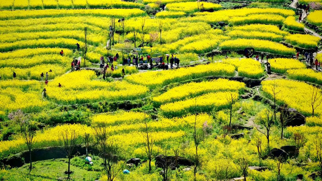 漫山遍野的油菜花，把春天铺成了金色的海洋。层层叠叠的梯田里，花香漫过风，游人醉在