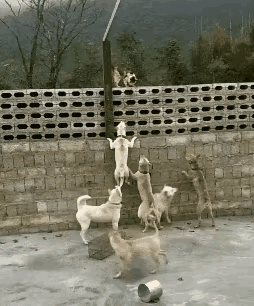 猫科动物的确是非常厉害，面对这么多狗，这只猫并没有选择退缩，而是站在墙头上主动出