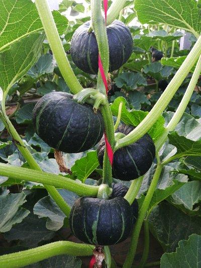 农家人的南瓜下猴

      前几天，妹妹从老家带回来几个大南瓜。说实在的，有