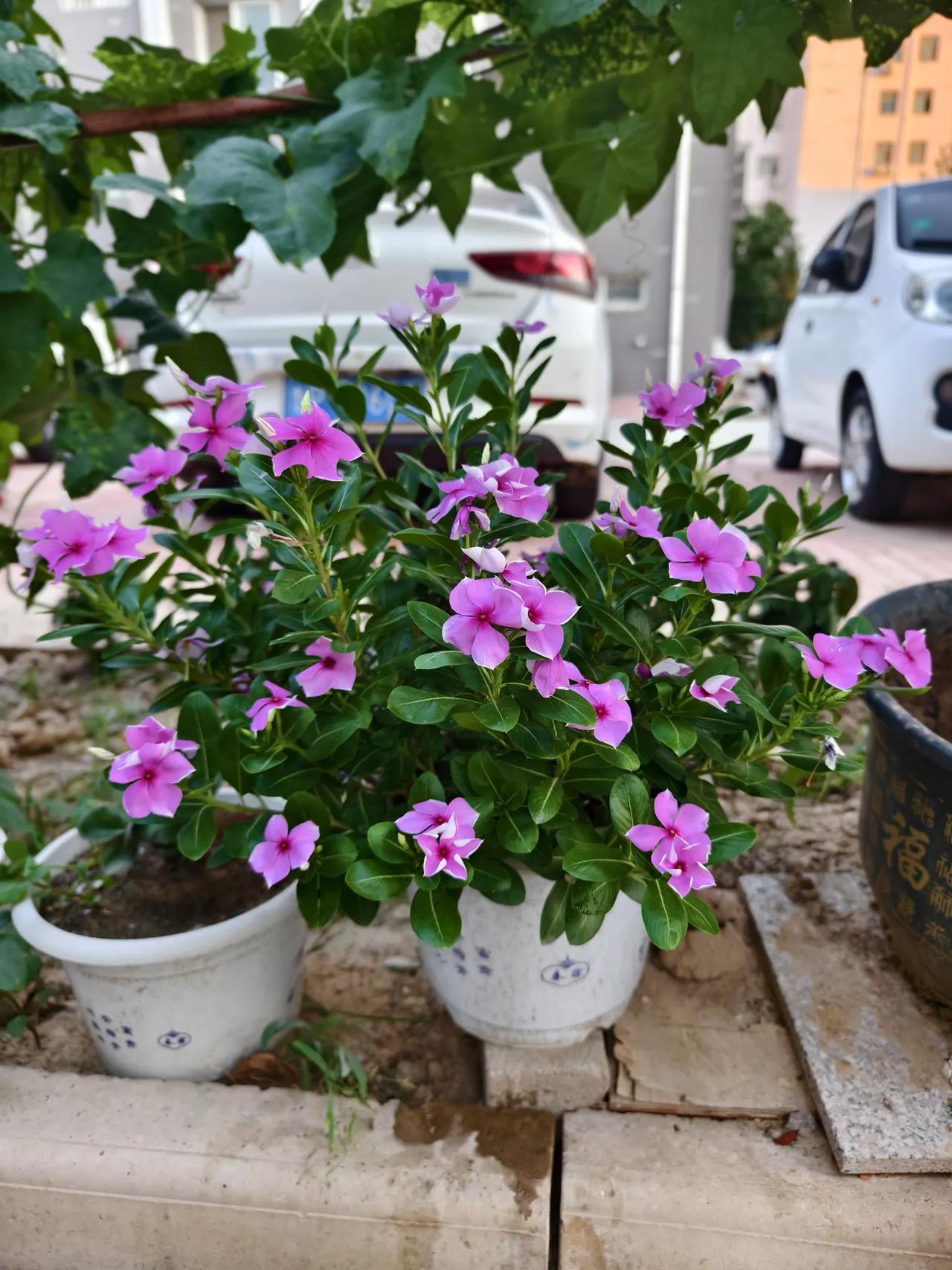 勤快老妈把楼下空地利用到了极致
花盆里种着长寿花
淡紫色花瓣随风摇曳
小小梨树上