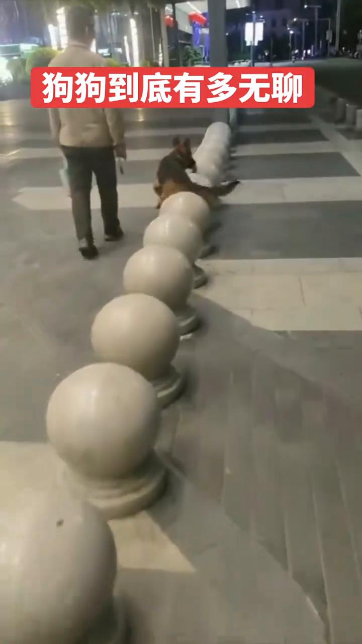 狗狗到底有多无聊？
有人。