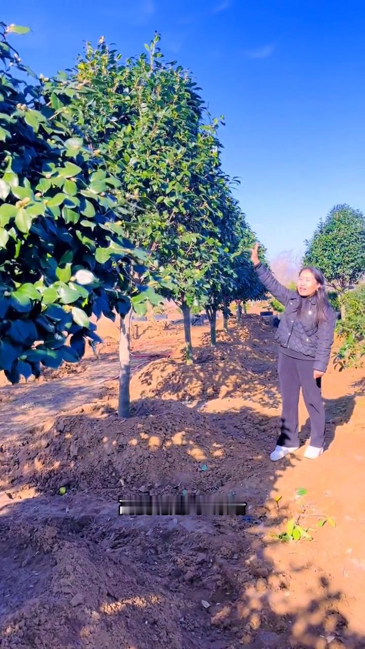 耐冬茶花6500带回家。
只要6500就能把北方的耐冬茶花带回家。高度达到4米，