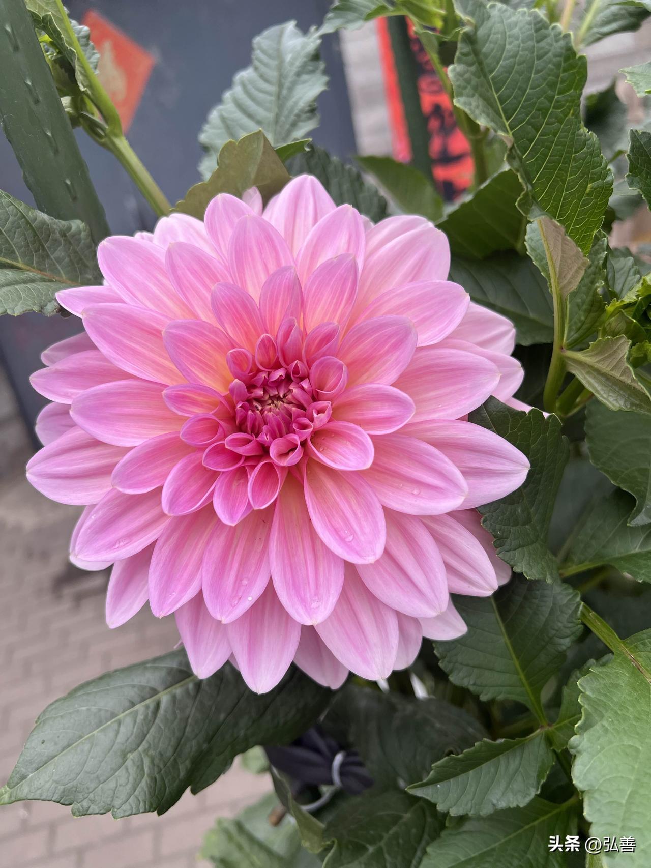 春日生活打卡季🌱🧡🌱:春暖花开，万物复苏，是一年中最灿烂的季节，可到处去拍