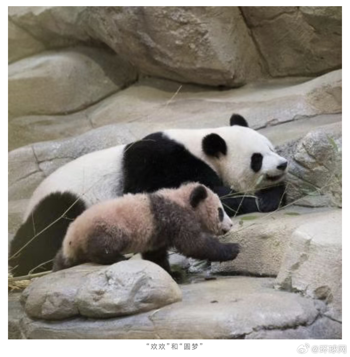 在中法双方共同努力下，北京时间11月26日7时17分，旅居法国博瓦勒动物园的大熊