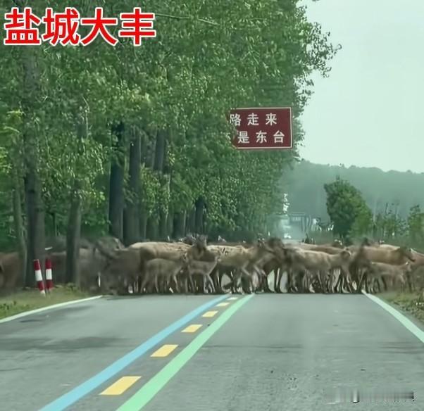 【麋鹿问题】
虽然谈不上已“泛滥”，但数量确实有些多了！
历史上，保护一个物种导