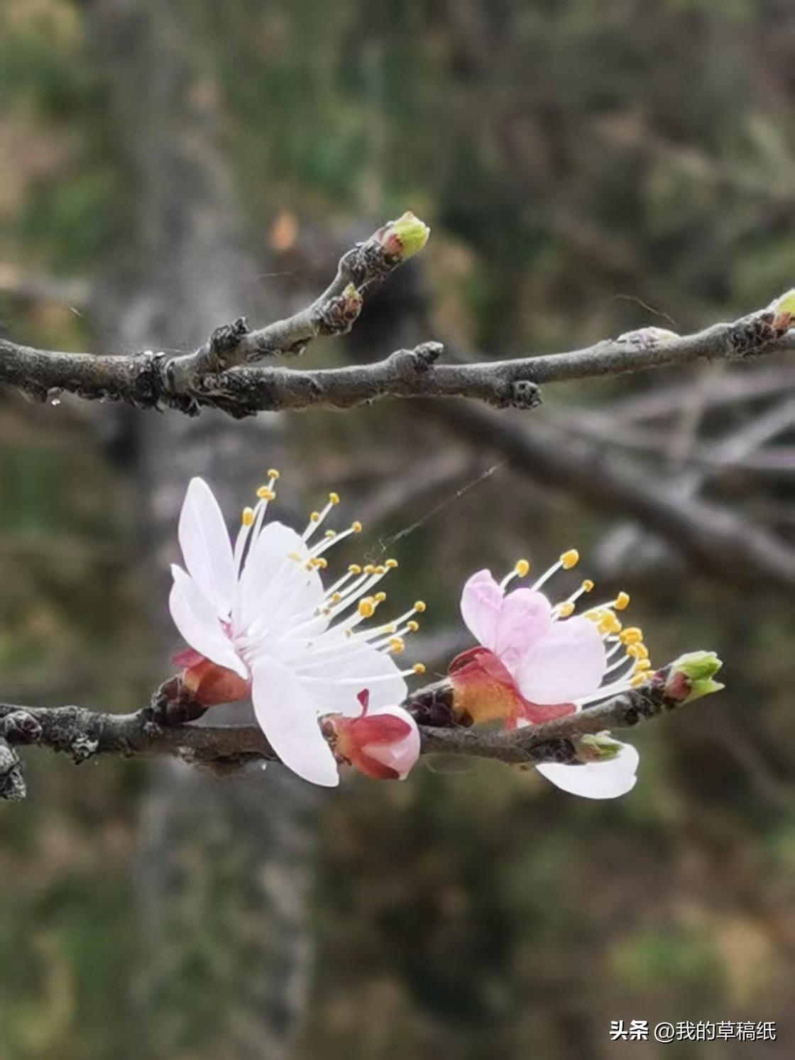 西宁这树花，把全城的人都“逼”出来了！

挤不进去，根本挤不进去！

在人民公园