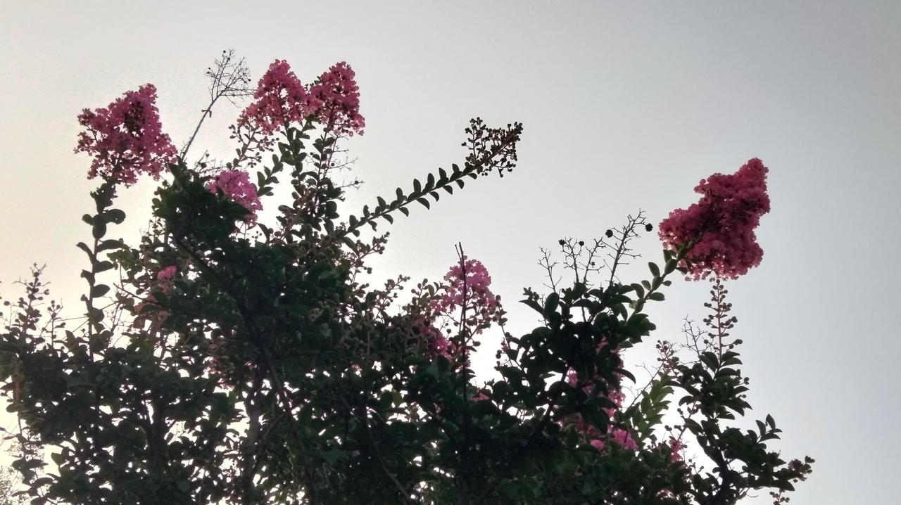 发一张你相册最近拍的花清晨紫薇花。