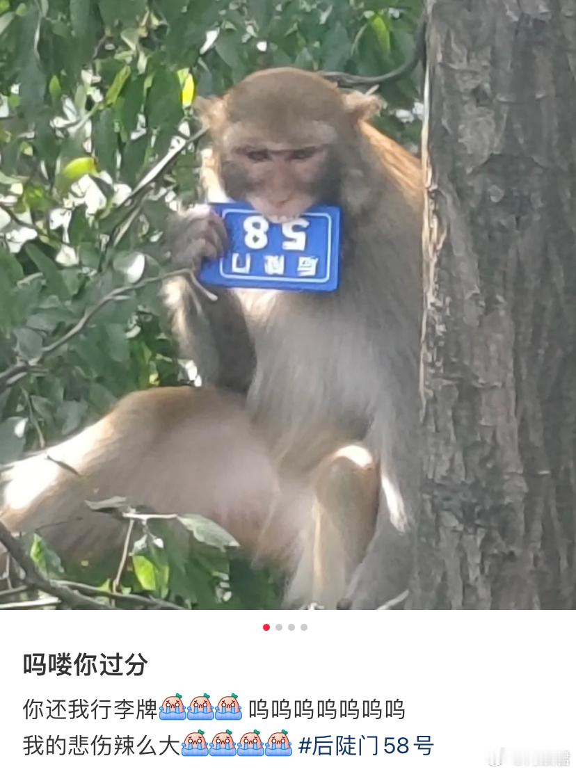 禾伙人行李牌被猴子抢了哈哈哈哈哈哈赵小童还来评论区围观，第一只有粉籍的吗喽诞生了