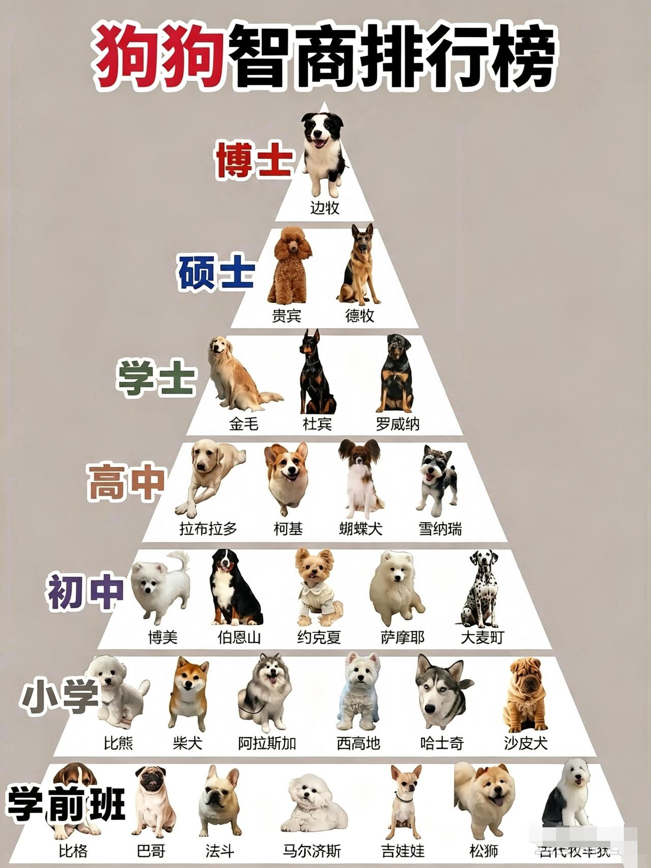 真有趣！"洋狗"从"幼儿园"到"博士"的智商排序，看是否合理？

按这样看，我们