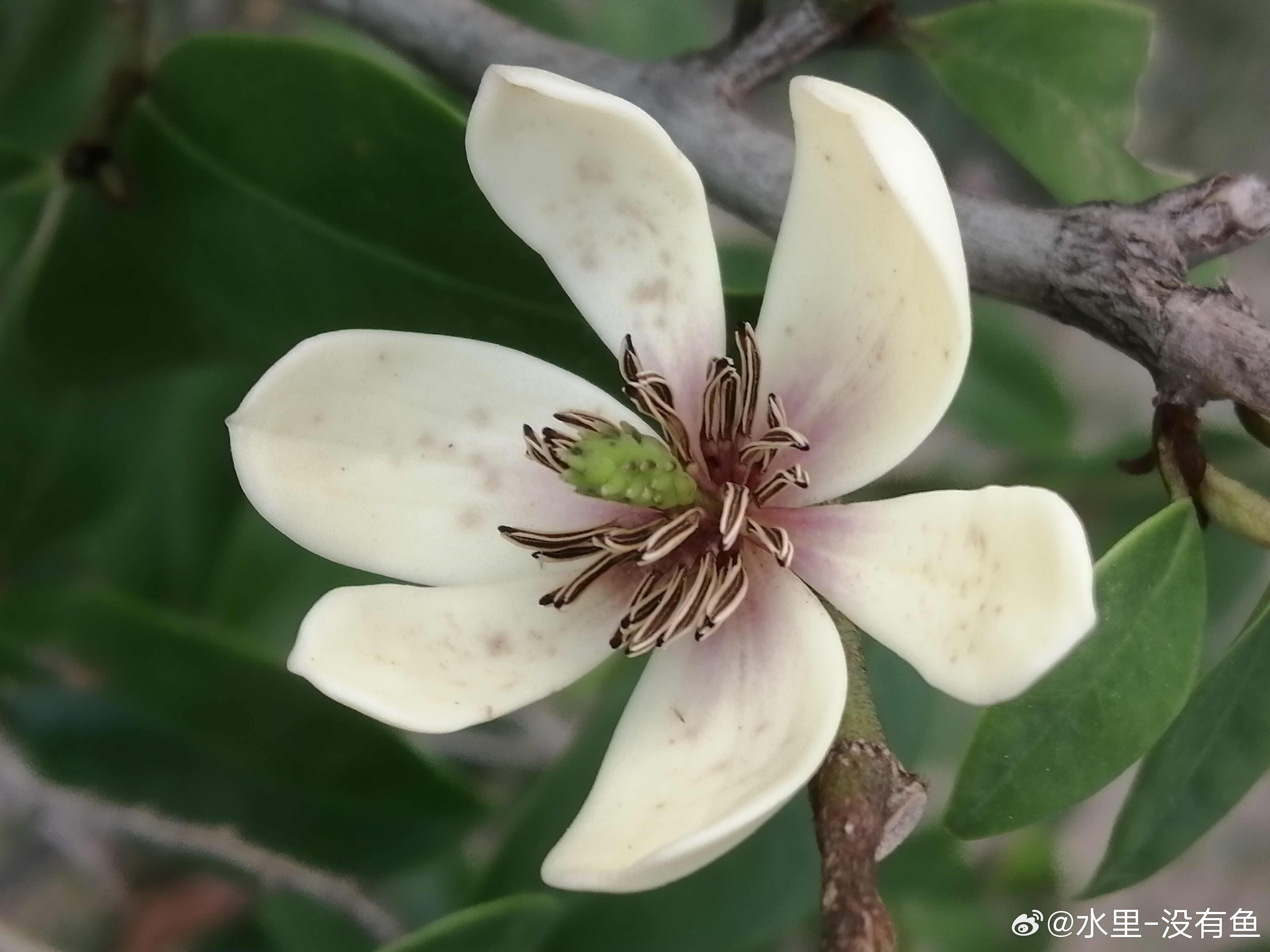 生活手记花花草草 含笑花有水果香，可提芳香油，花瓣可拌入茶叶制成花茶，或供药用。