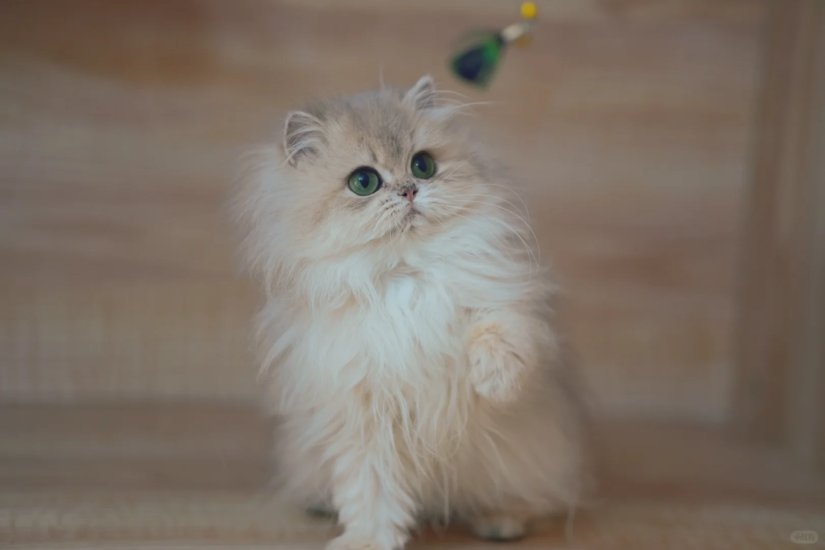 像只小猫头鹰
