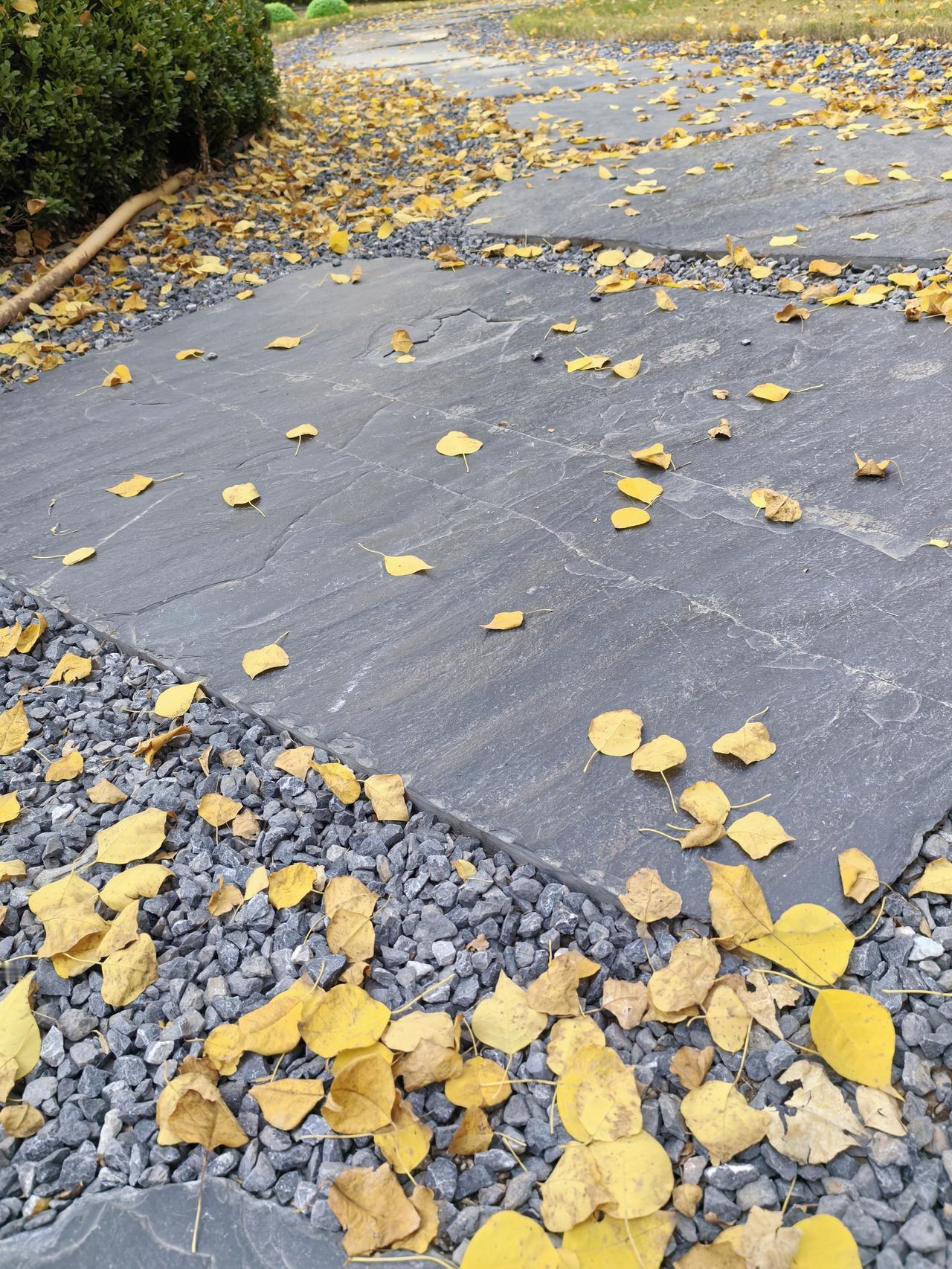 可以分享一张秋景树叶的照片吗