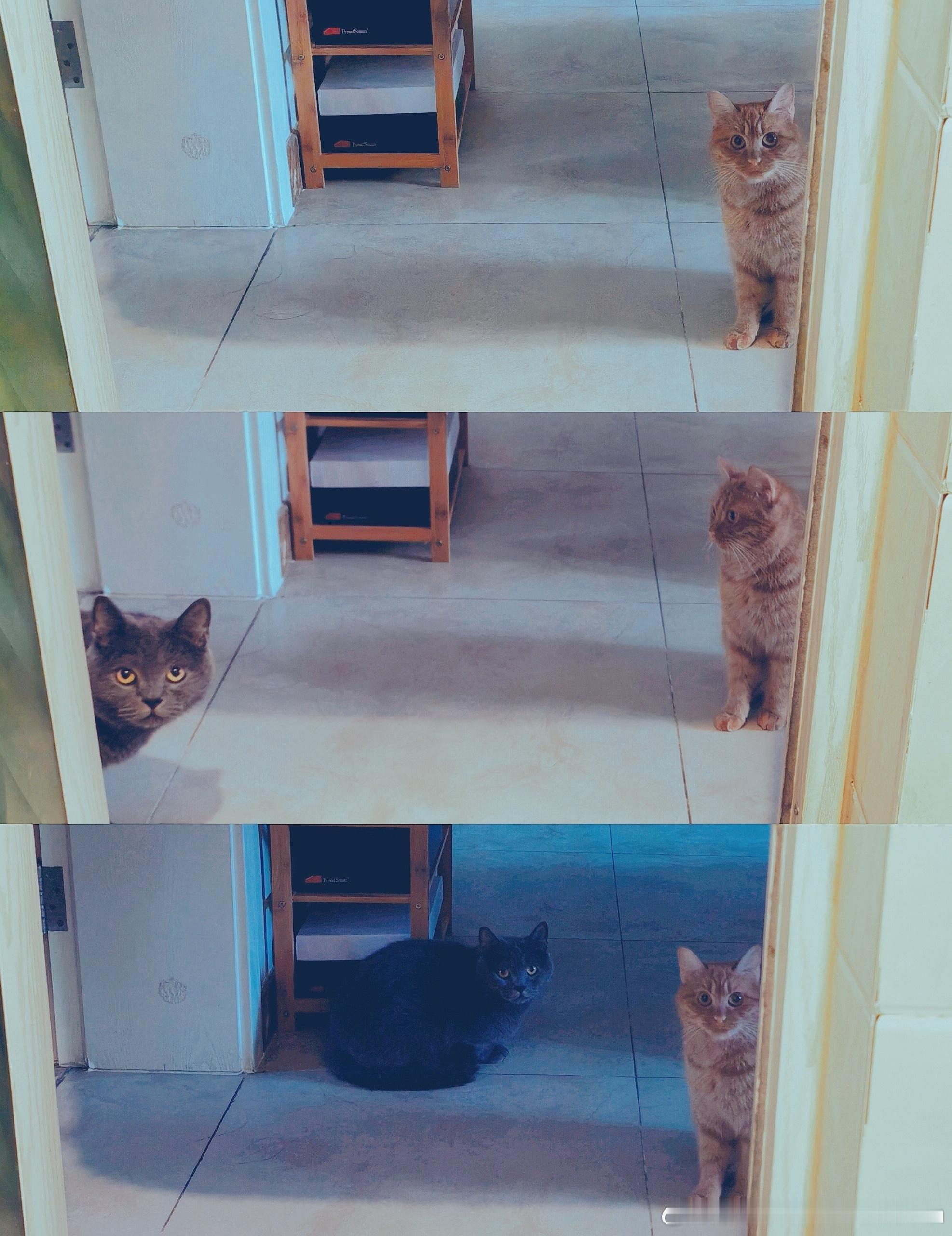 苹果喵喵白菜喵喵 上厕所搭子×2🐱🐱 