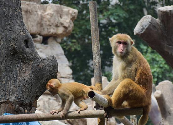 手机掉猴山
猴子居然在解锁？
姑娘是直接看呆了，周围的人笑得前仰后合！

昆明动