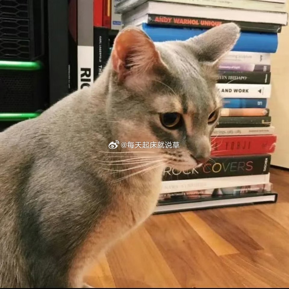 权志龙 iye审猫积累 阿比西尼亚猫 权志龙 