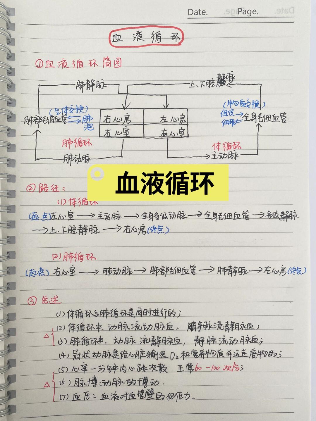 今日分享———血液循环