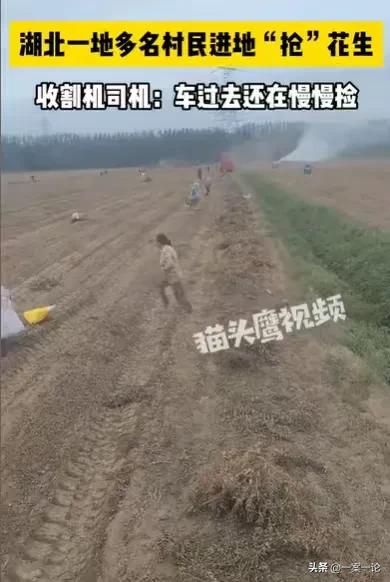 湖北荆门，一个花生地，旁边围着一群老人，刚开始收完一块地花生，老人们还没有行动，