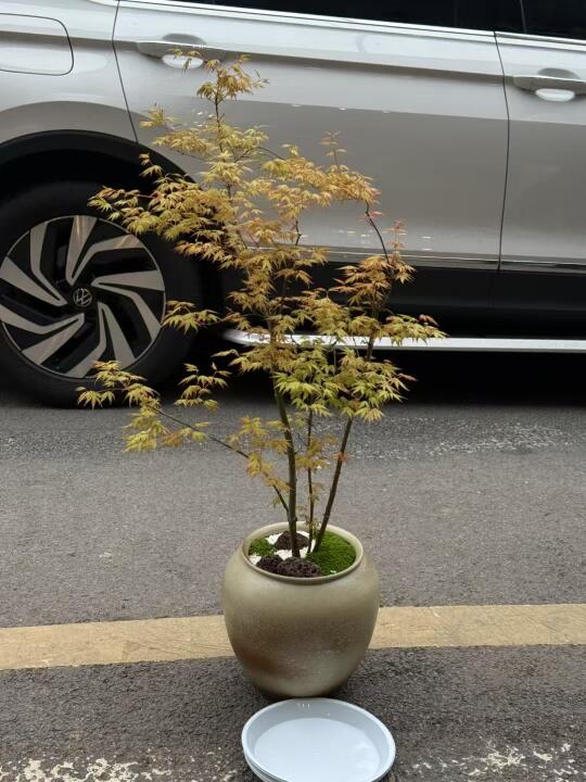 重庆的花店土？不可能的！！