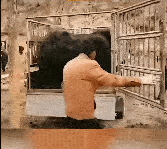 他绕到后边掏牛尾巴，就猜有这个绝招，猜到了被踢，没成想被踢的是牛。
打架都不踢裆