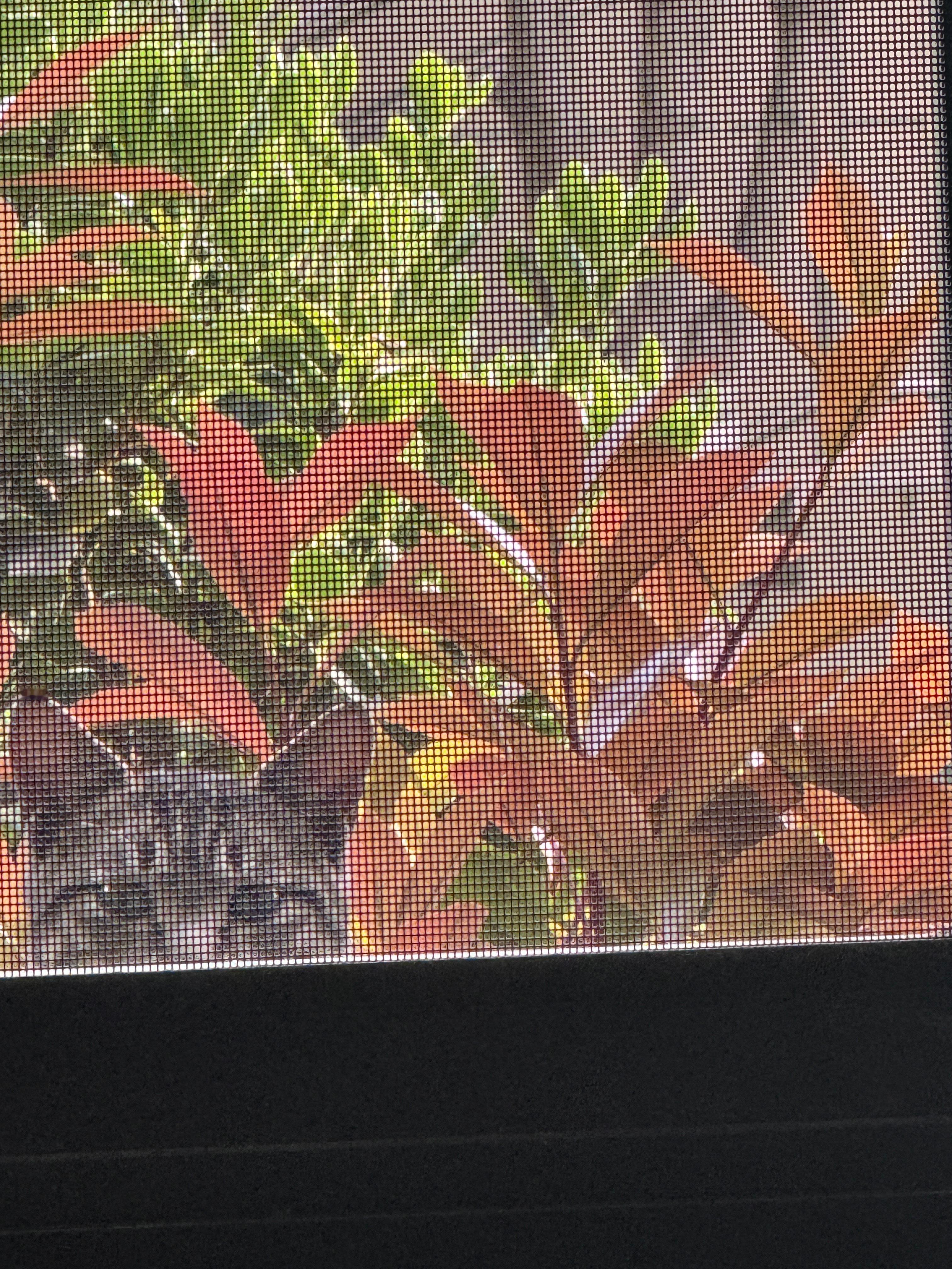 我家有个会长猫的窗户[苦涩]#日常碎片plog##最春天的照片# ​​​