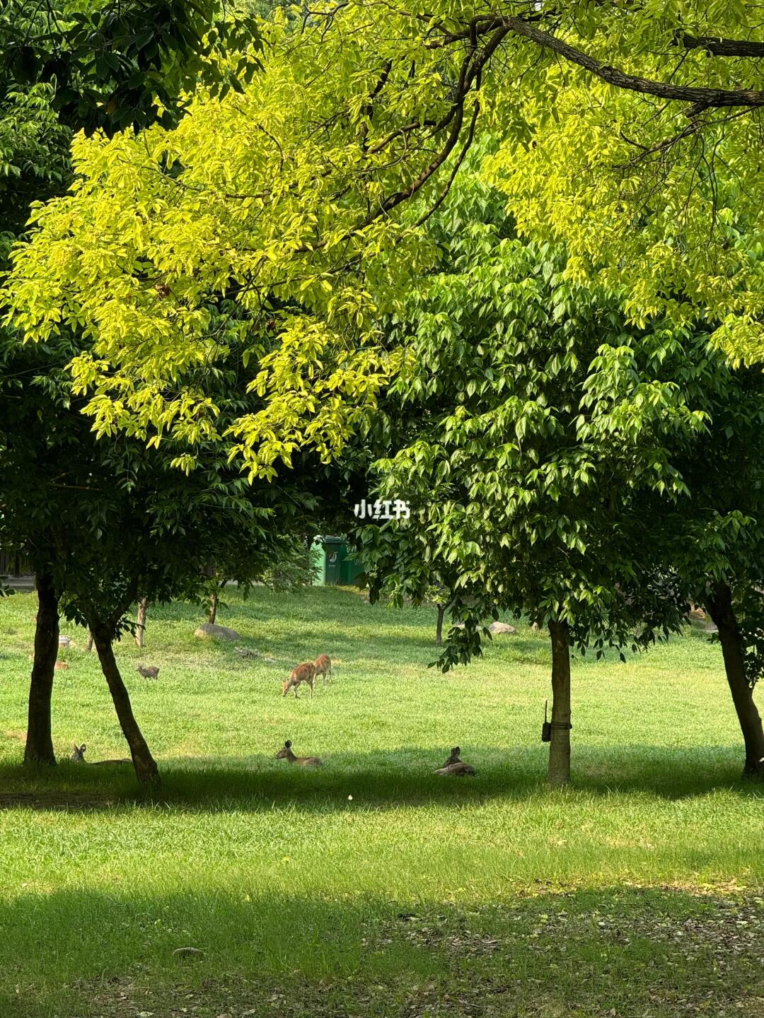 这个上海免费小众公园有好多小鹿🦌🦌