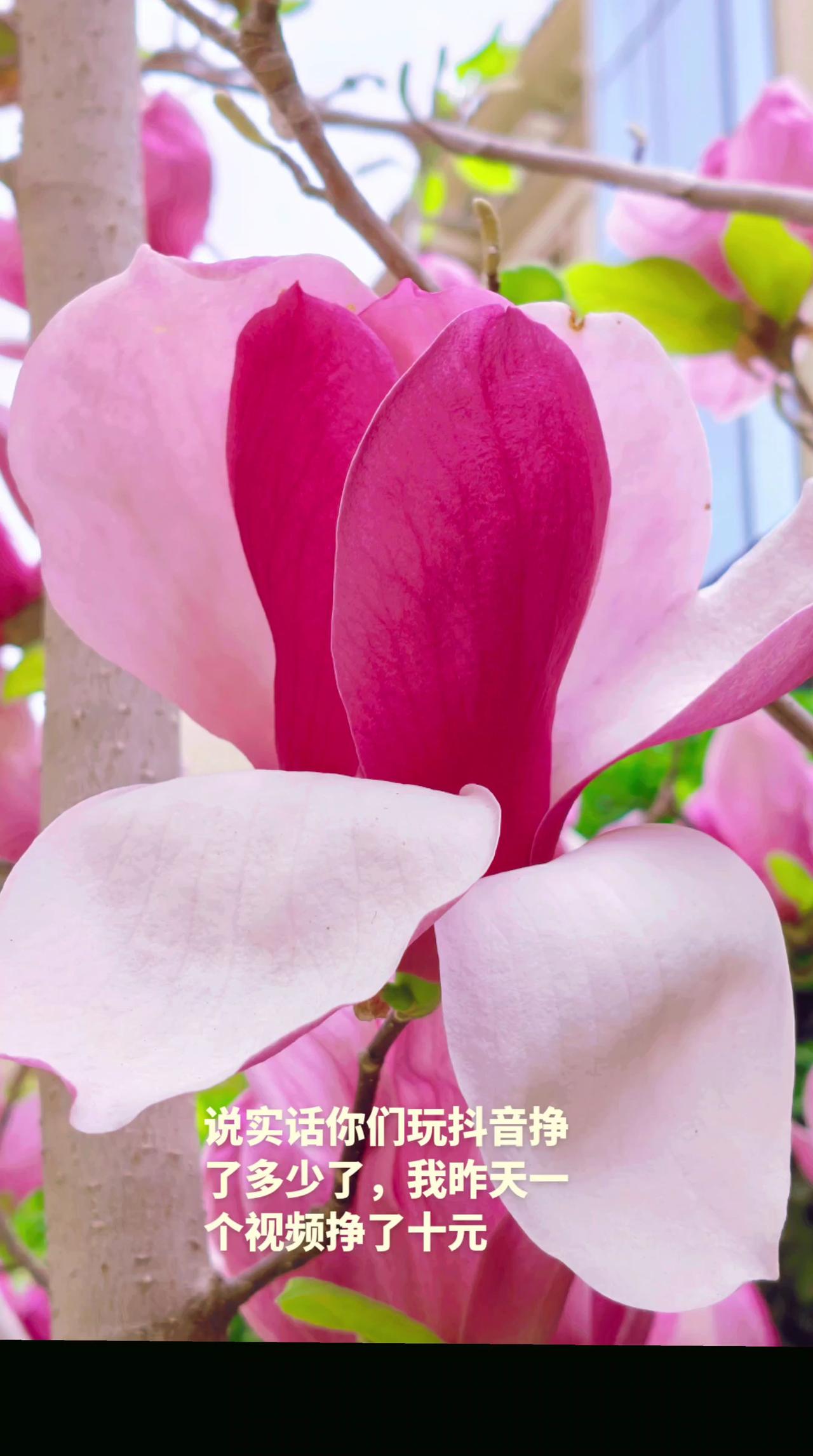 人间最美四月天抖音玩法合伙人计划 创作灵感 抖音助手 分享一张你拍的玉兰花